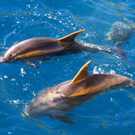 Swimming with dolphins